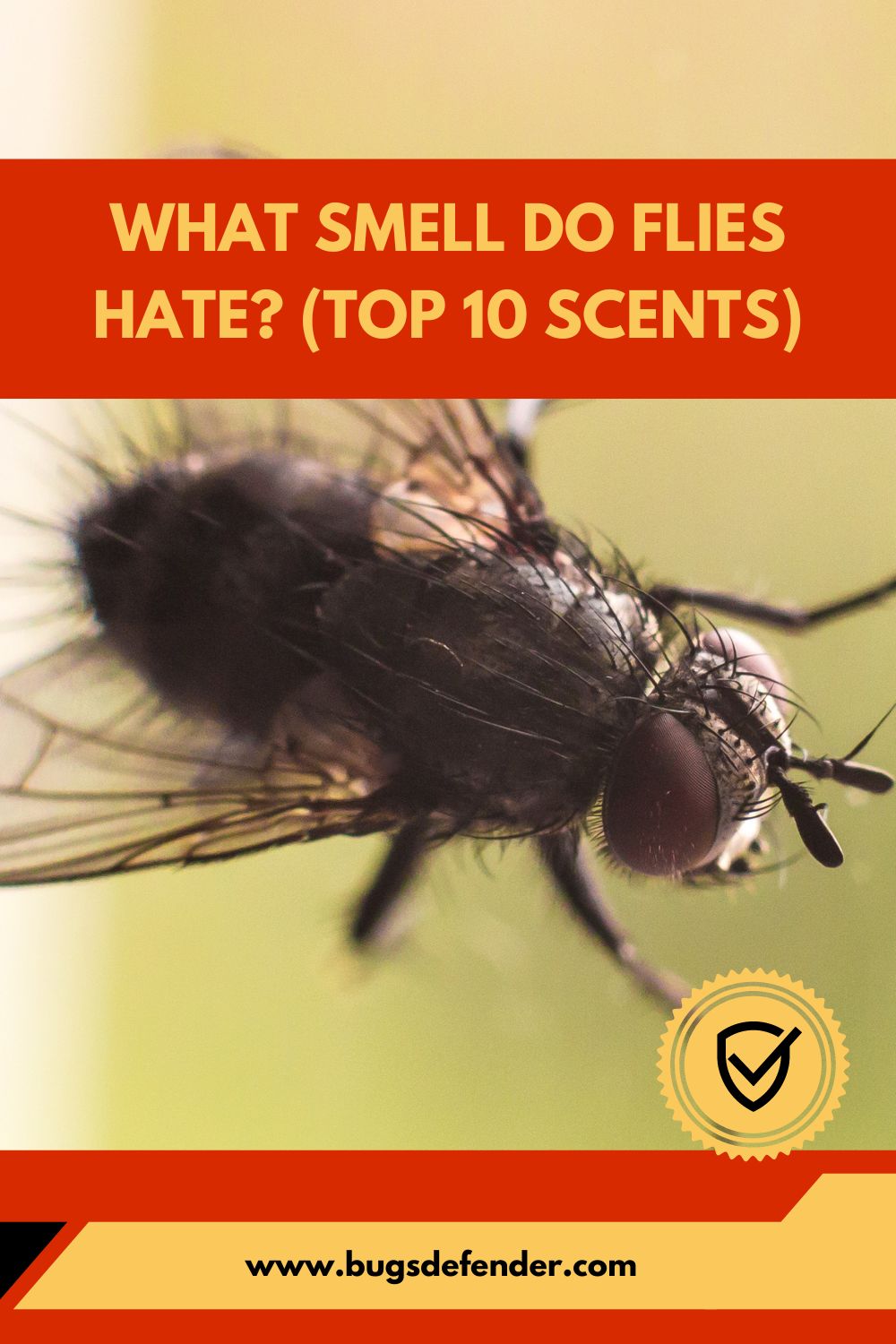 What Smell Do Flies Hate pin2