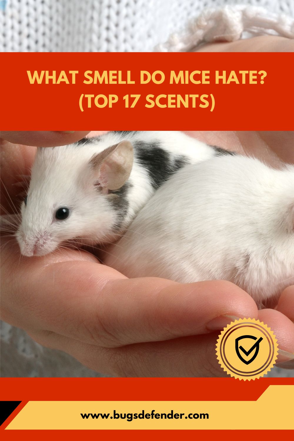 What Smell Do Mice Hate (Top 17 Scents) pin2