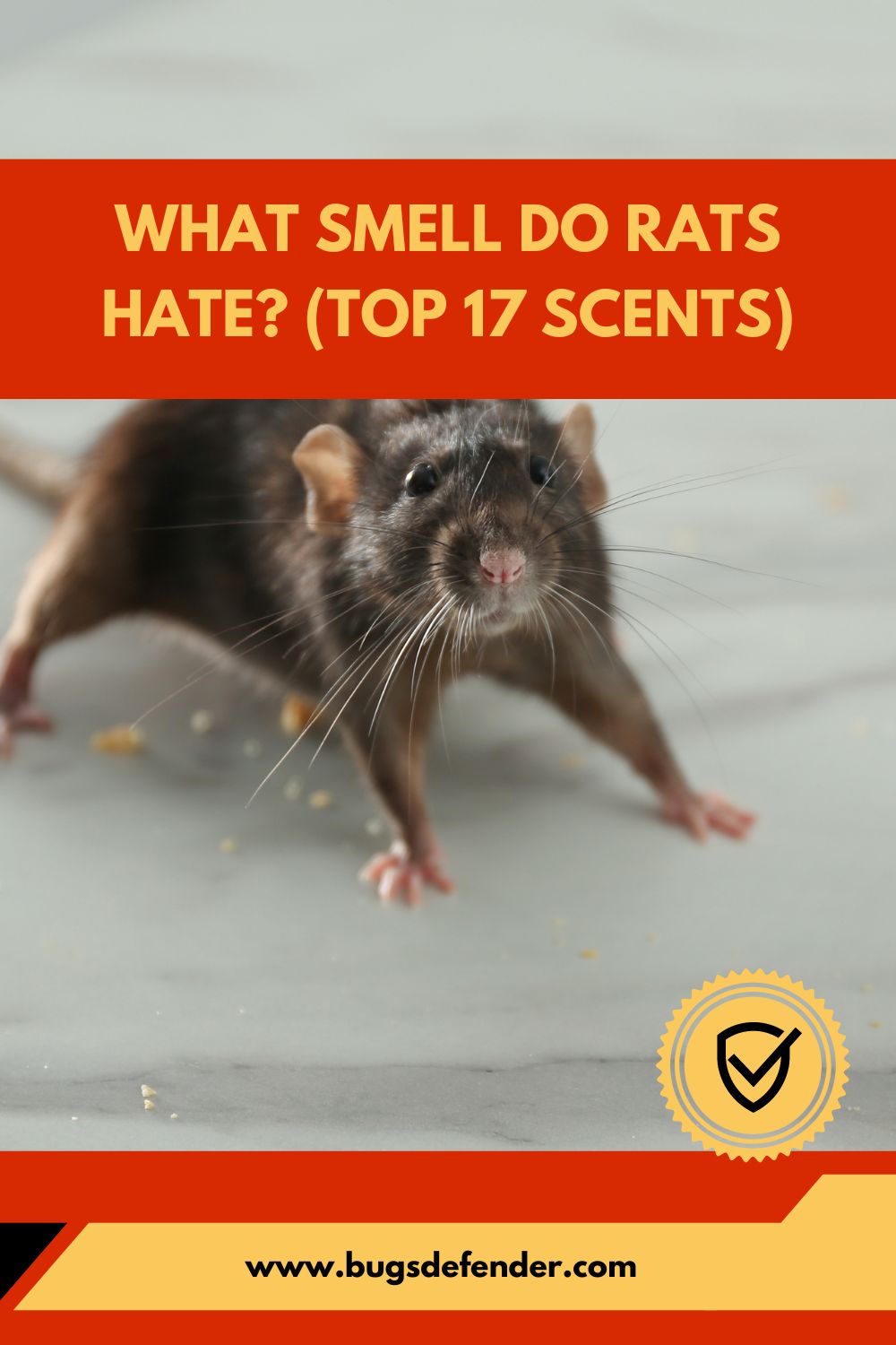 What Smell Do Rats Hate? (Top 17 Scents) pin 1