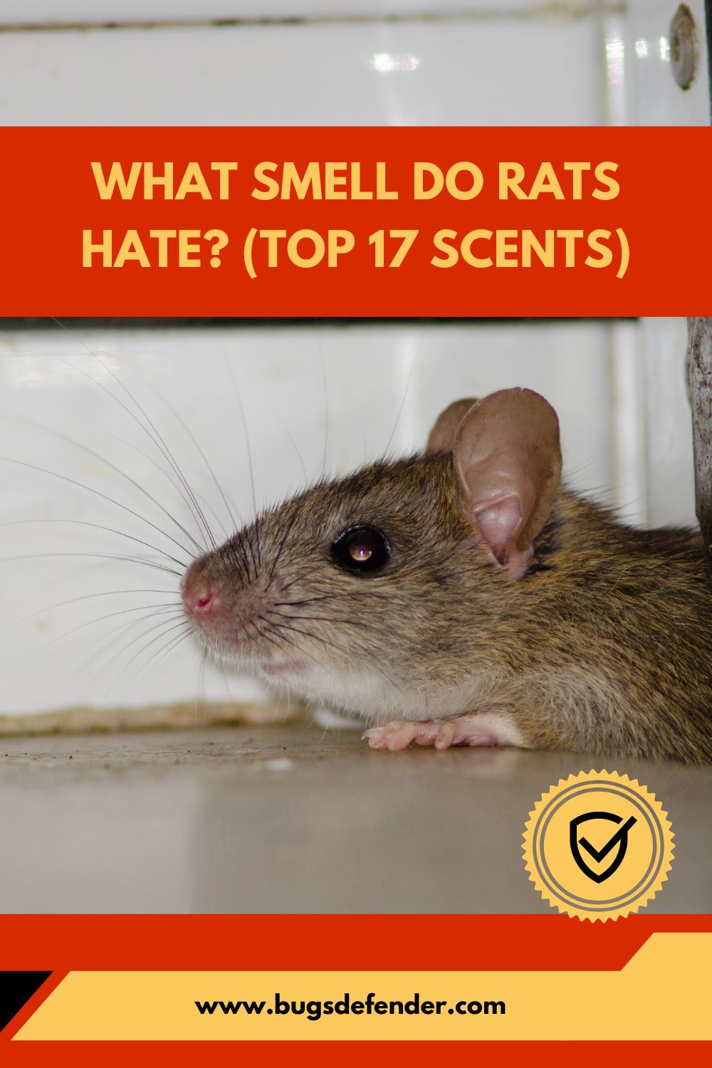 What Smell Do Rats Hate? (Top 17 Scents) pin 2
