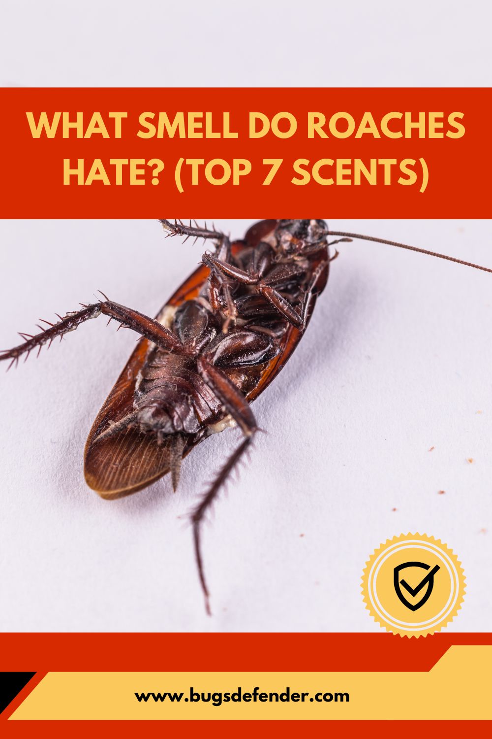 What Smell Do Roaches Hate? (Top 7 Scents) pin 1