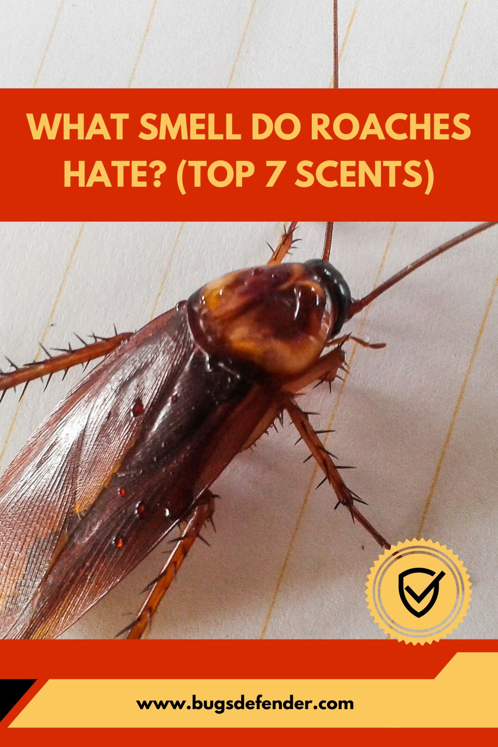 What Smell Do Roaches Hate? (Top 7 Scents) pin 2