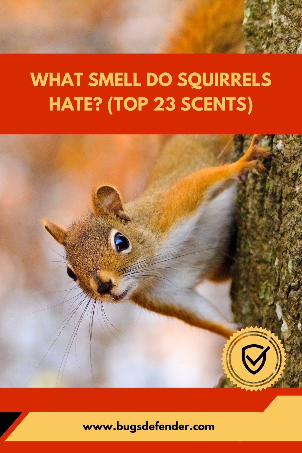 What Smell Do Squirrels Hate (Top 23 Scents)pin1