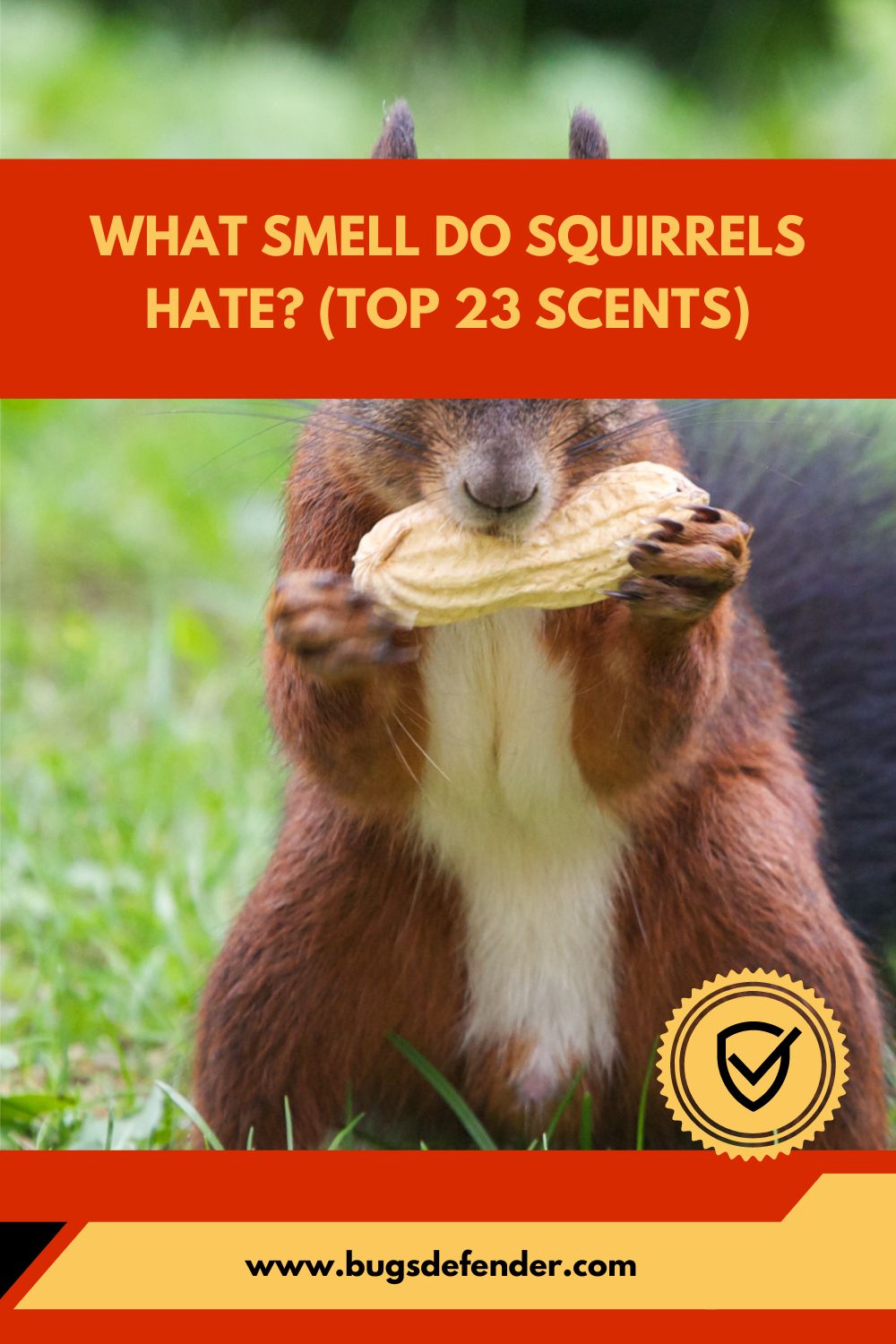 What Smell Do Squirrels Hate (Top 23 Scents)pin2