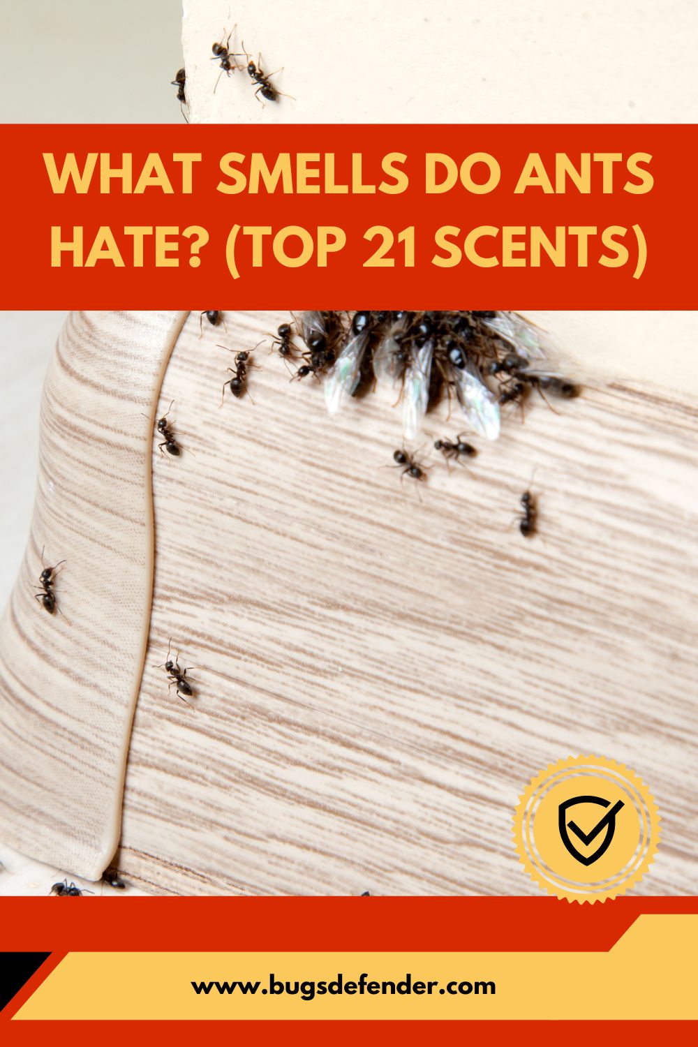 What Smells Do Ants Hate? (Top 21 Scents) pin2