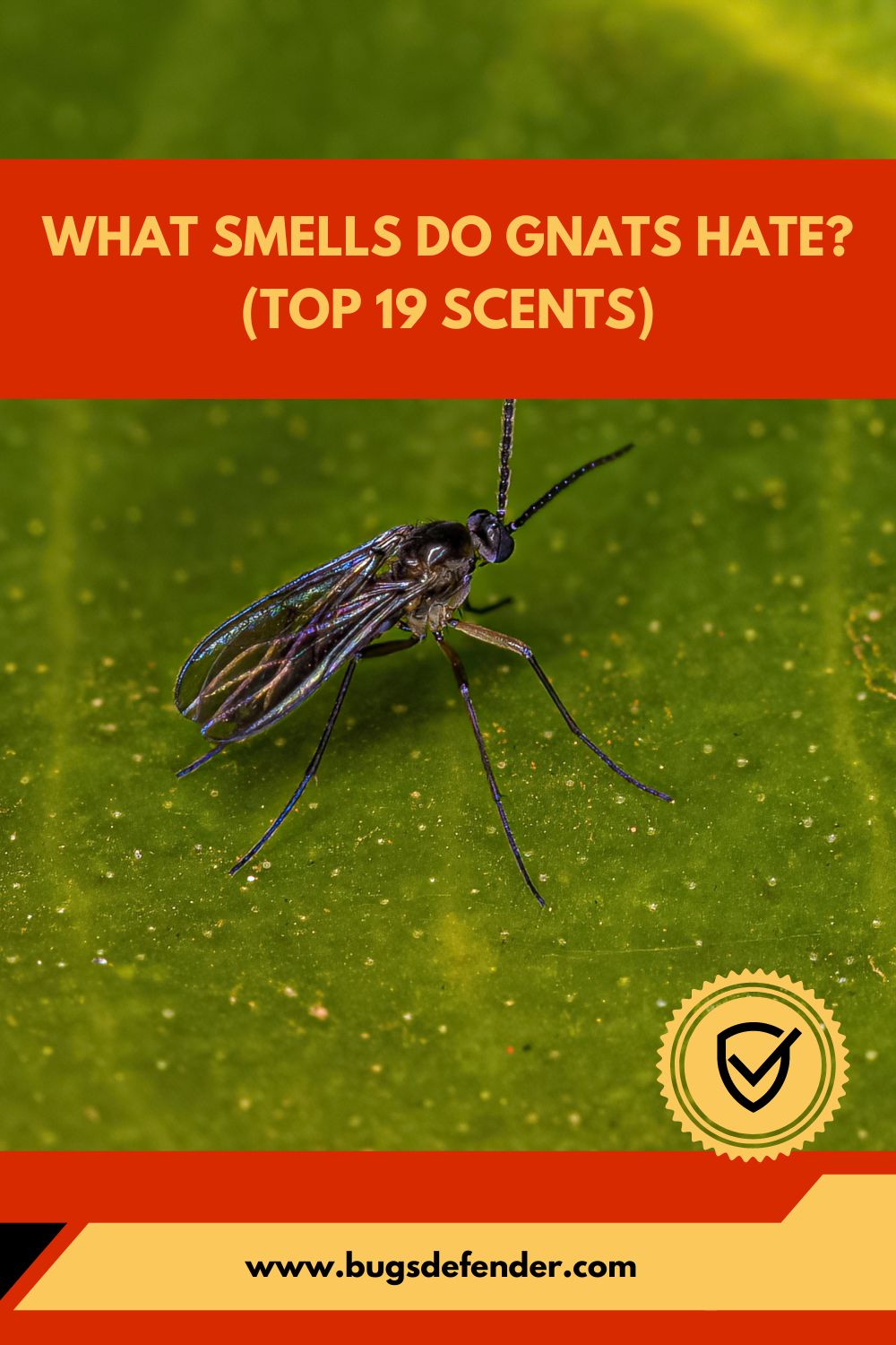 What Smells Do Gnats Hate pin1