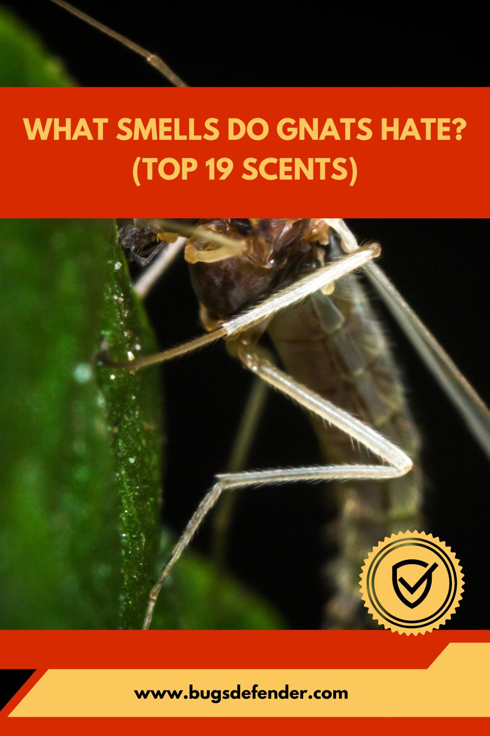 What Smells Do Gnats Hate pin2