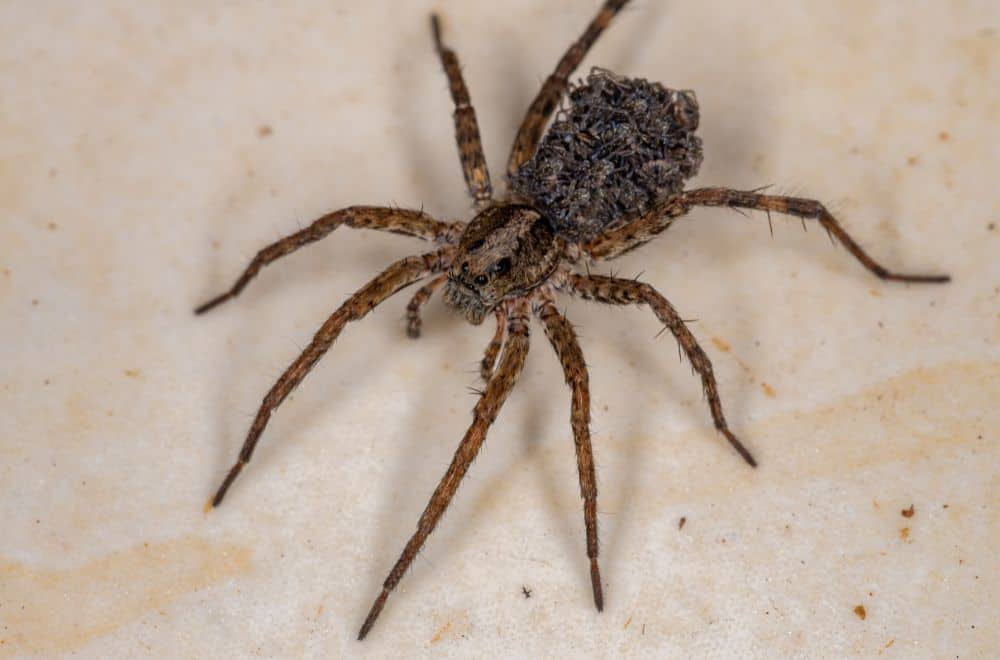 What Smells Do Spiders Hate? (Top 17 Scents)