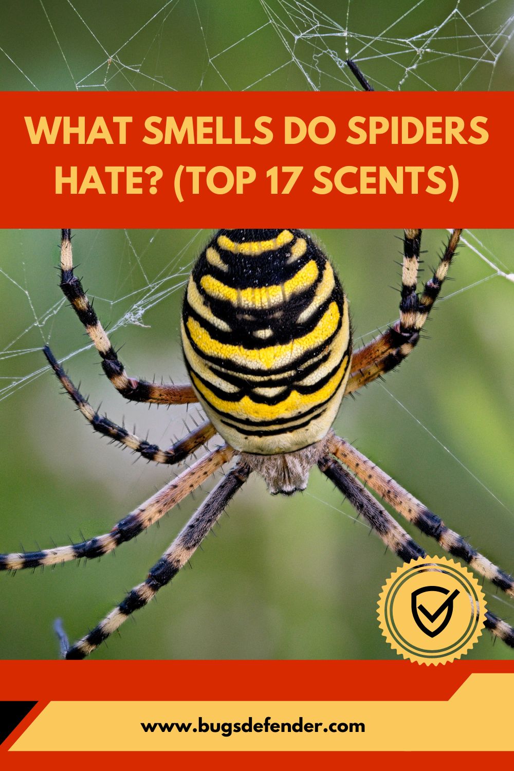 What Smells Do Spiders Hate pin1