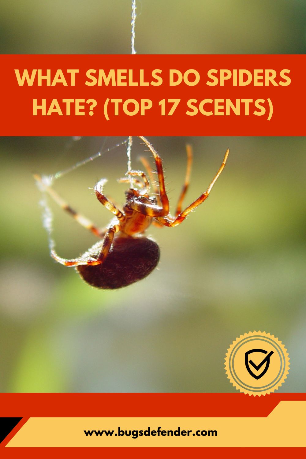 What Smells Do Spiders Hate pin2