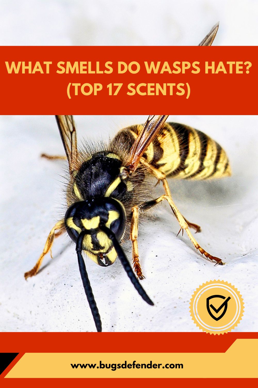 What Smells Do Wasps Hate pin1