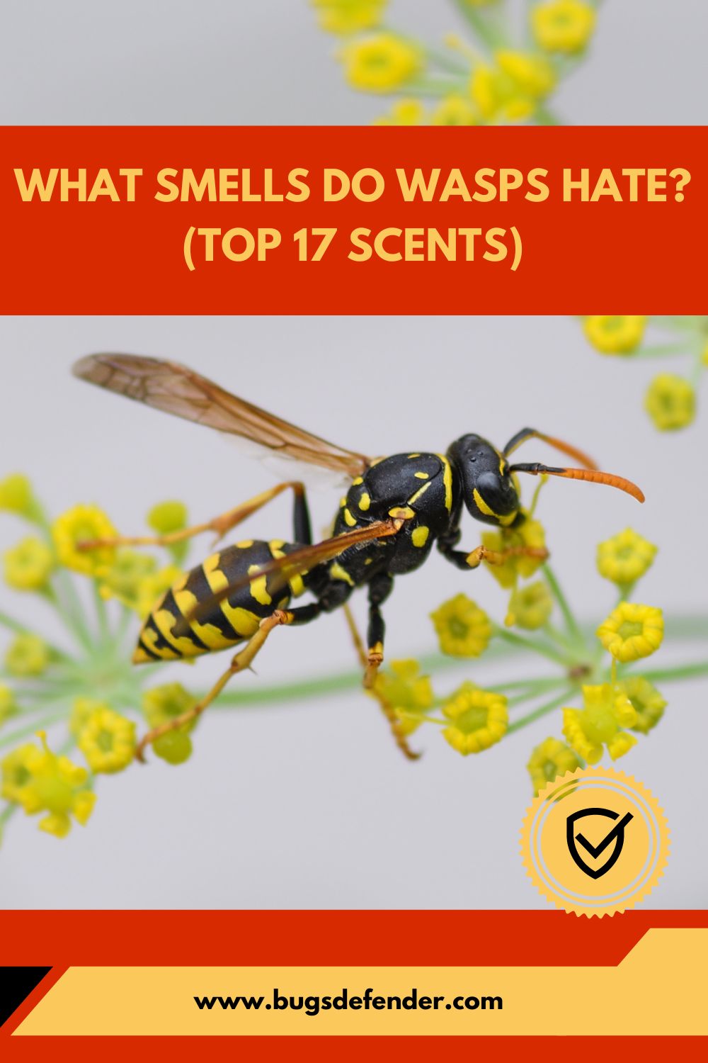 What Smells Do Wasps Hate pin2