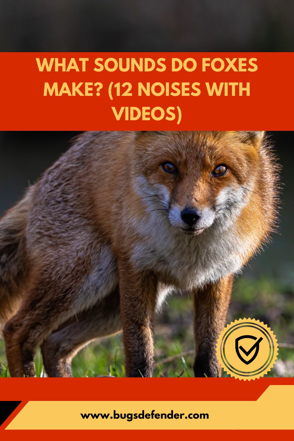 What Sounds Do Foxes Make? (12 Noises with Videos) pin1