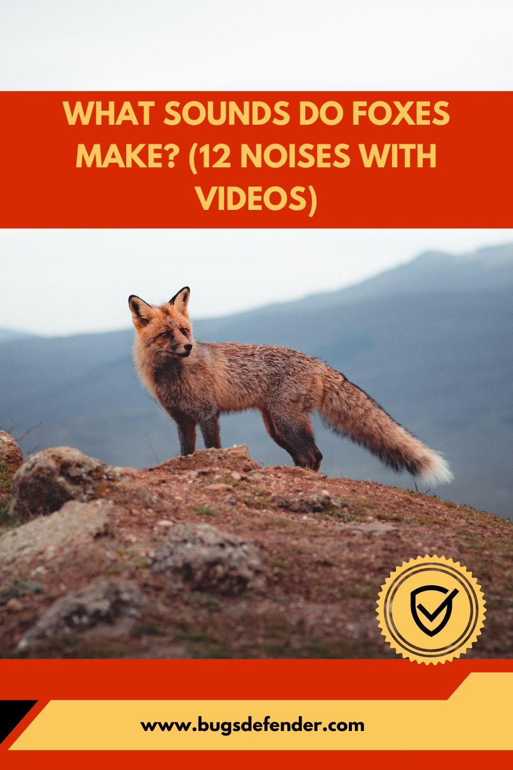 What Sounds Do Foxes Make? (12 Noises with Videos) pin2