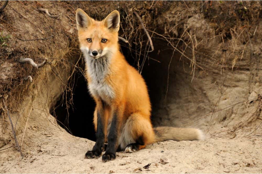 What Sounds Do Foxes Make