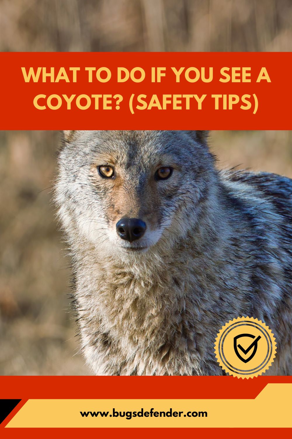 What To Do If You See a Coyote pin1