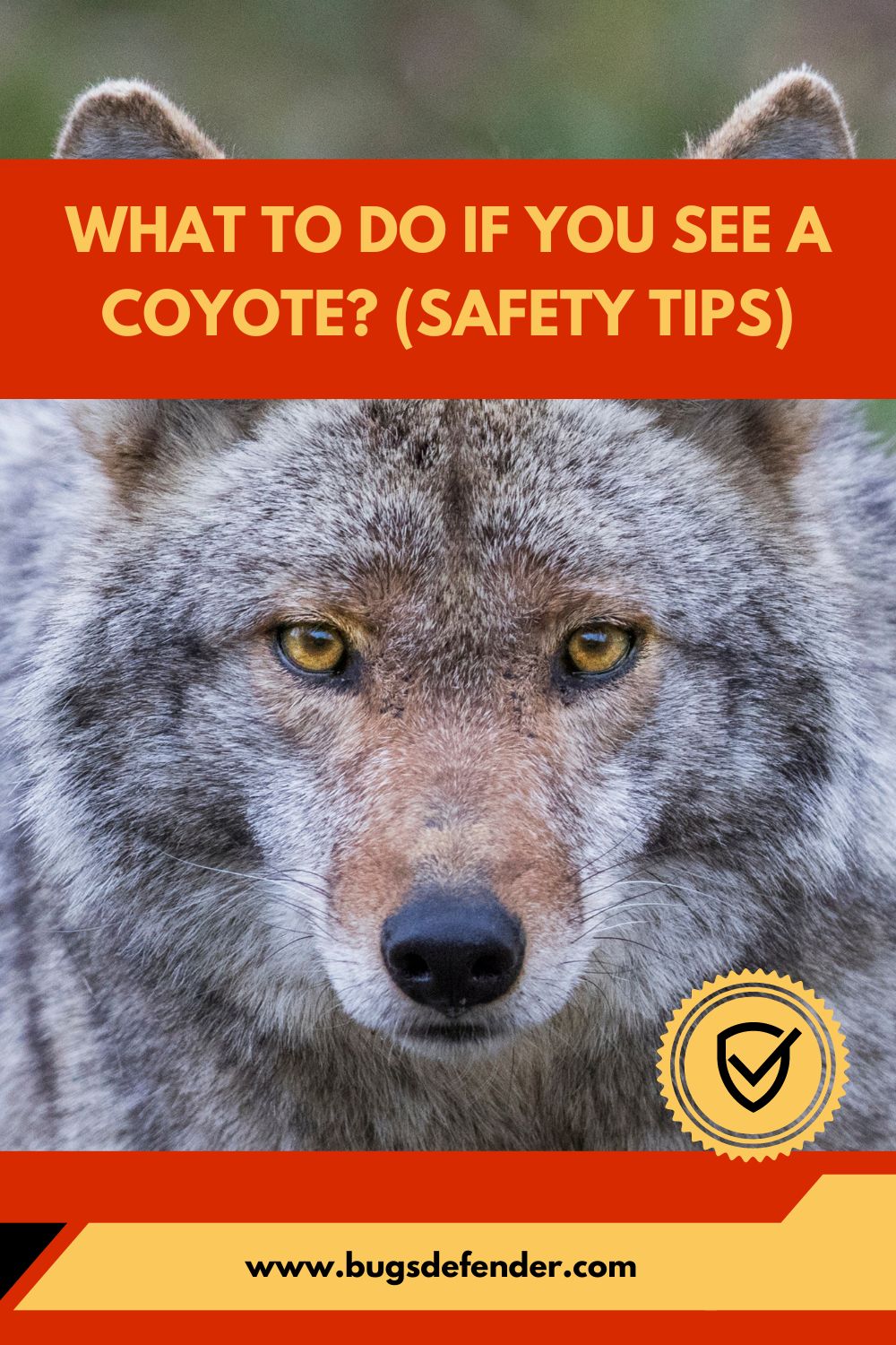 What To Do If You See a Coyote pin2
