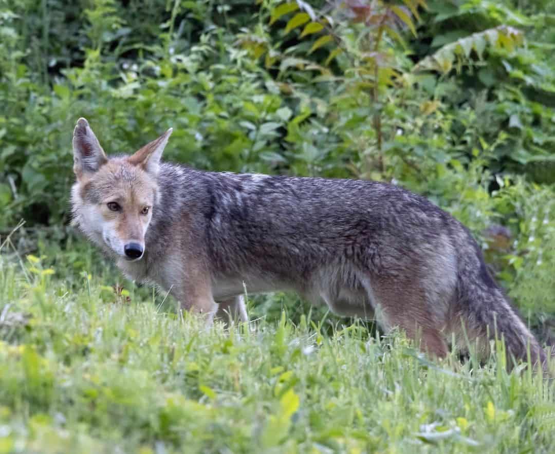 What To Do When You See A Coyote 1