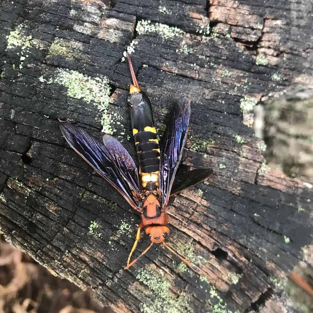 What are Horntail Wasps1
