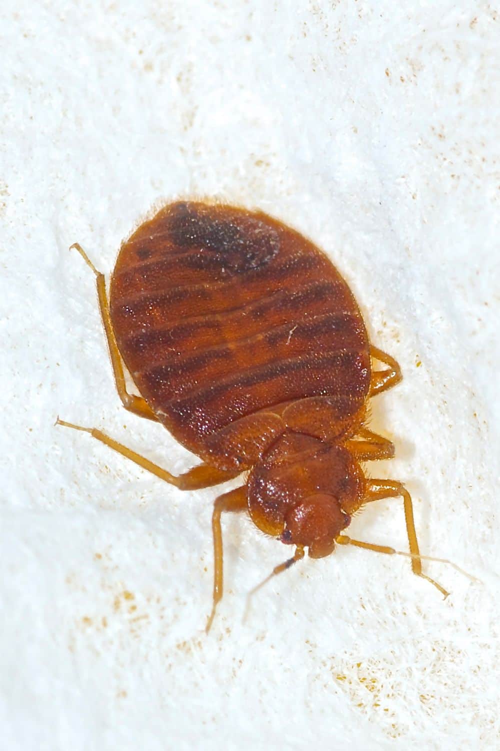 What is a Baby Bed Bug?1