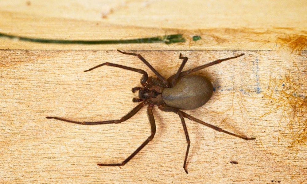 What is a Brown Recluse Spider 1