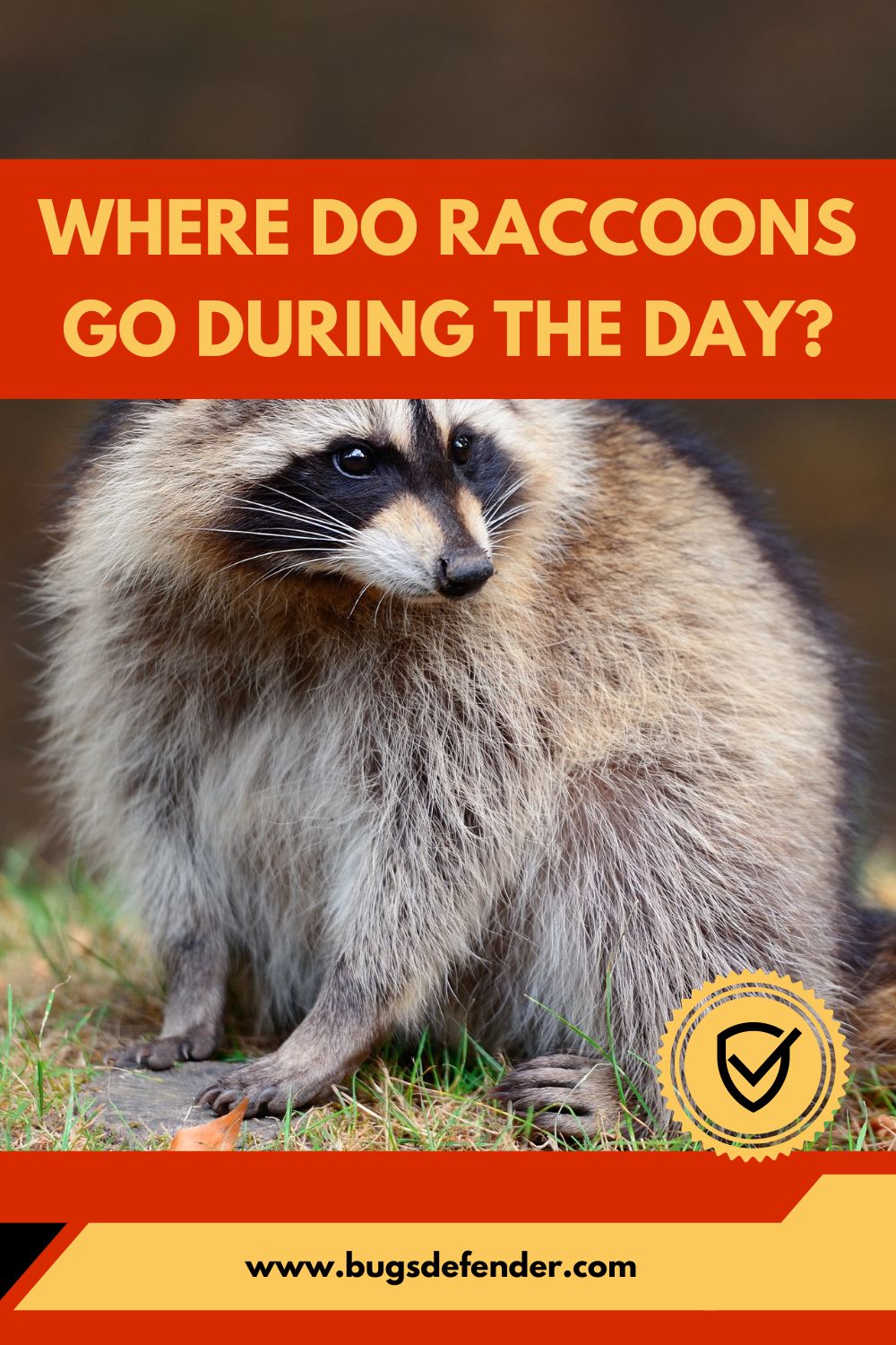 Where Do Raccoons Go During the Day? pin1