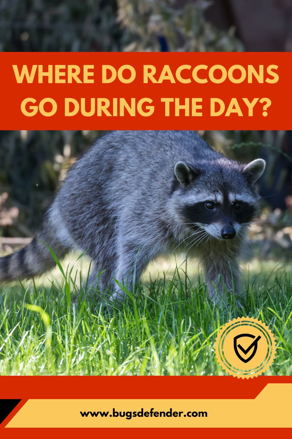 Where Do Raccoons Go During the Day? pin2