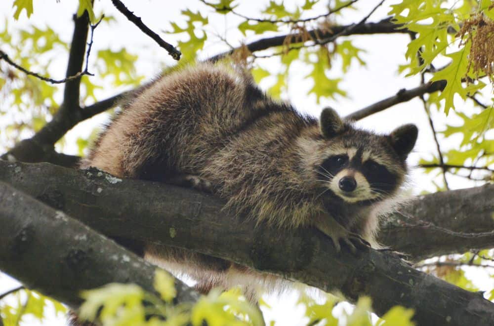 Where Do Raccoons Go During the Day