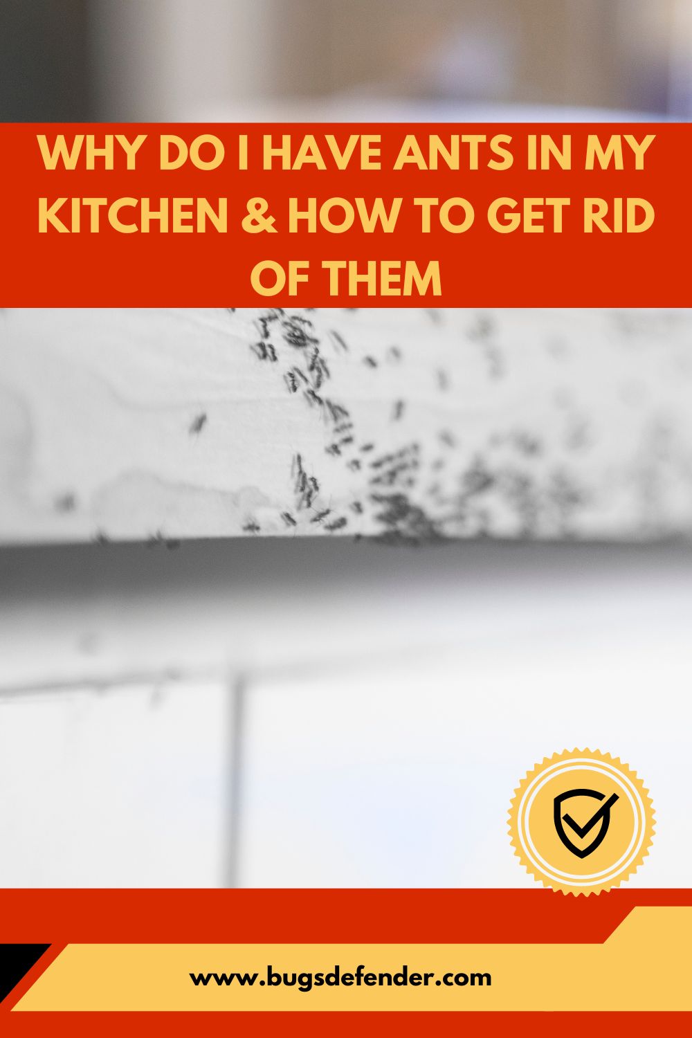 Why Do I Have Ants In My Kitchen & How To Get Rid Of Them pin1