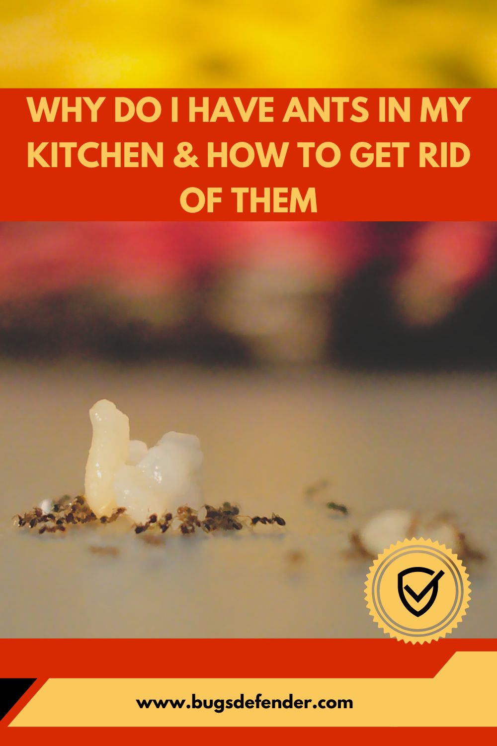 Why Do I Have Ants In My Kitchen & How To Get Rid Of Them pin2