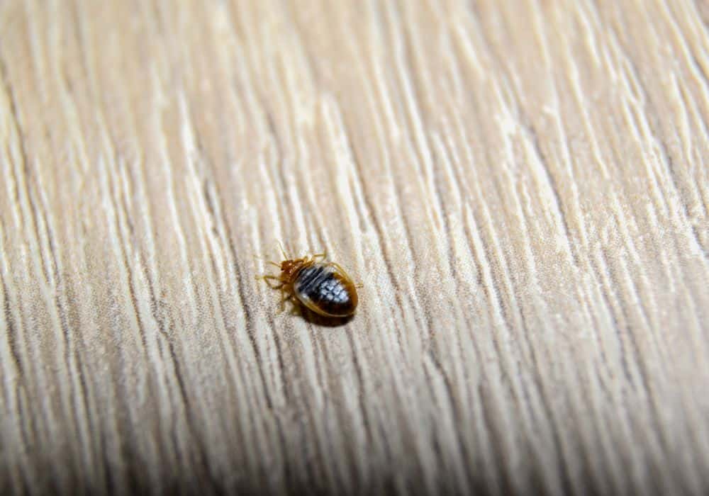 Why There’s Only One Bed Bug in Your Home1