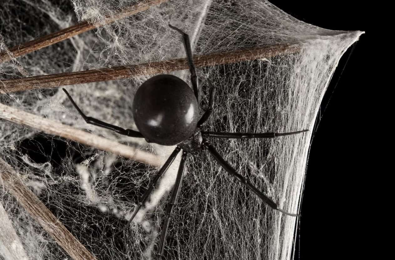 Widow Spiders (Latrodectus) 1