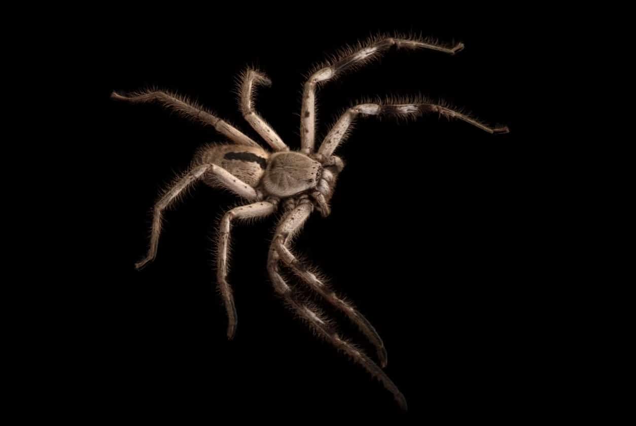 Wolf Spiders 1