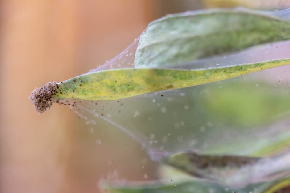 early signs of spider mites