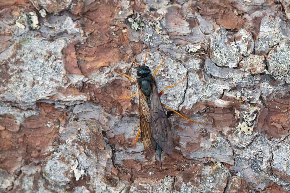 wasp that eats wood horntail