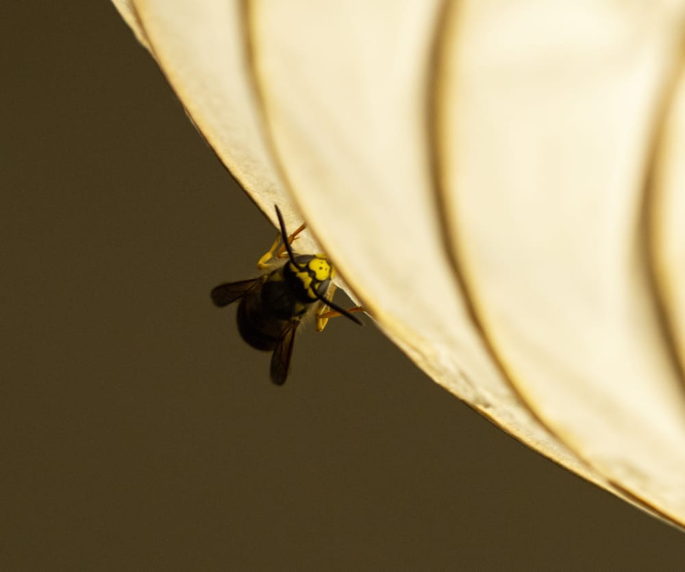 wasps in the bedroom
