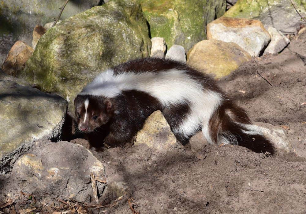 what does it mean when you smell skunk at night