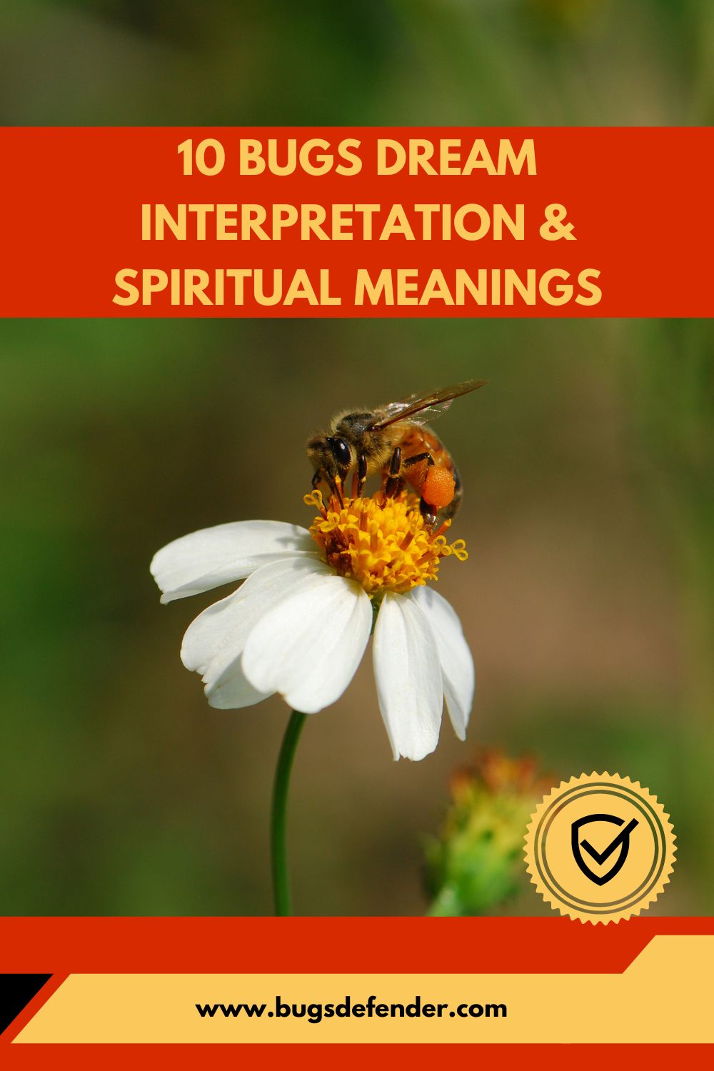 10 Bugs Dream Interpretation & Spiritual Meanings pin2