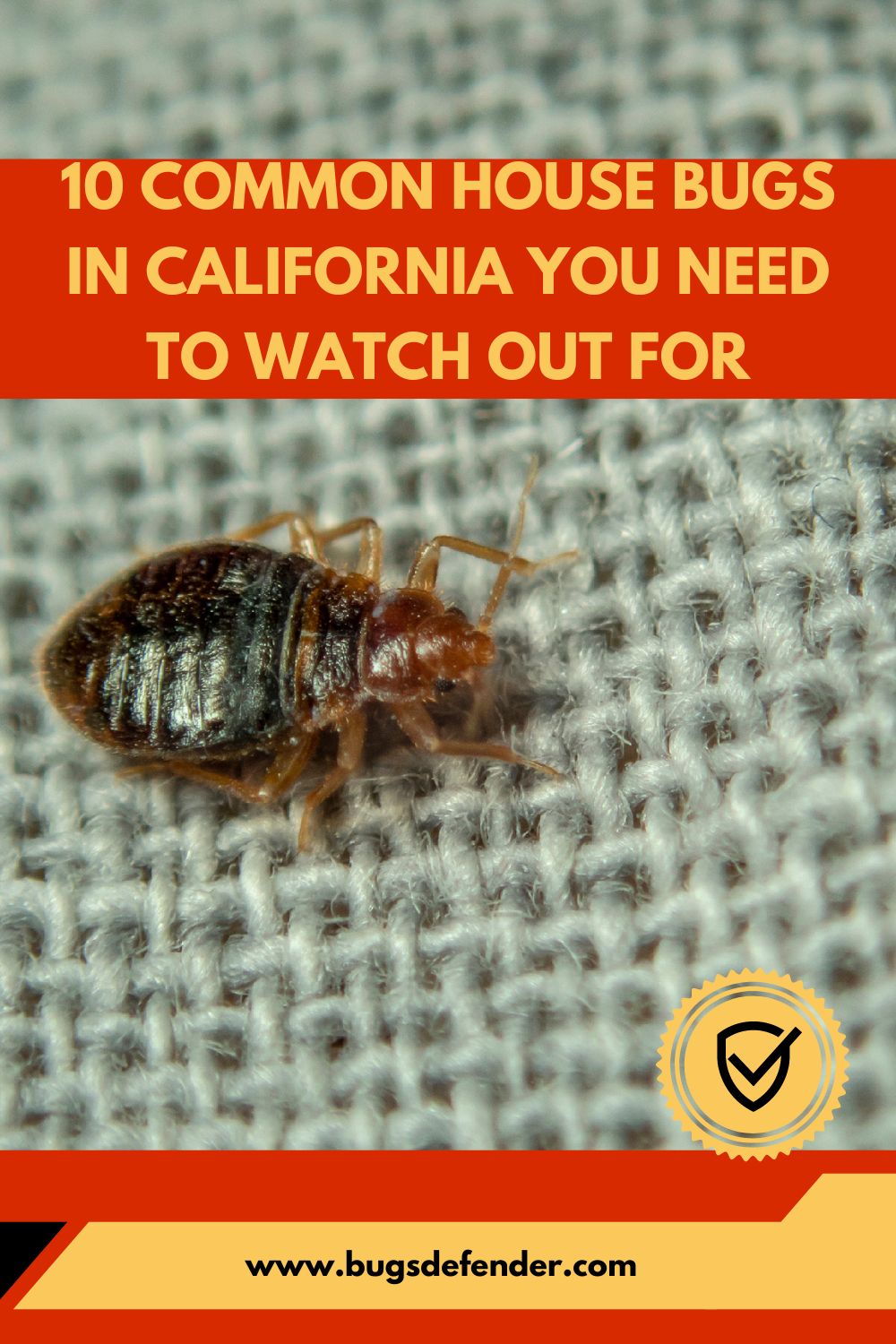 10 Common House Bugs In California You Need To Watch Out For pin 1