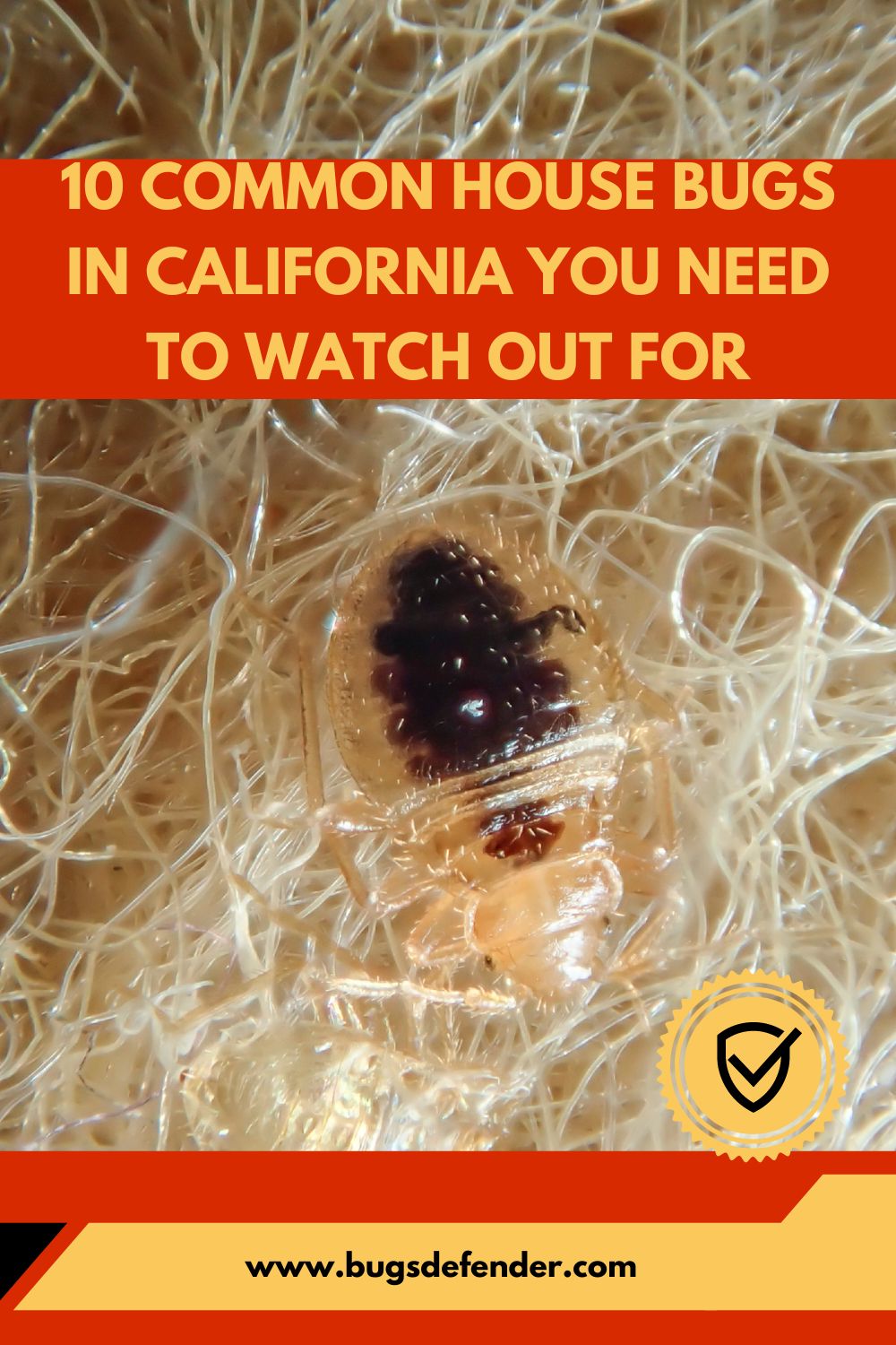 10 Common House Bugs In California You Need To Watch Out For pin 2