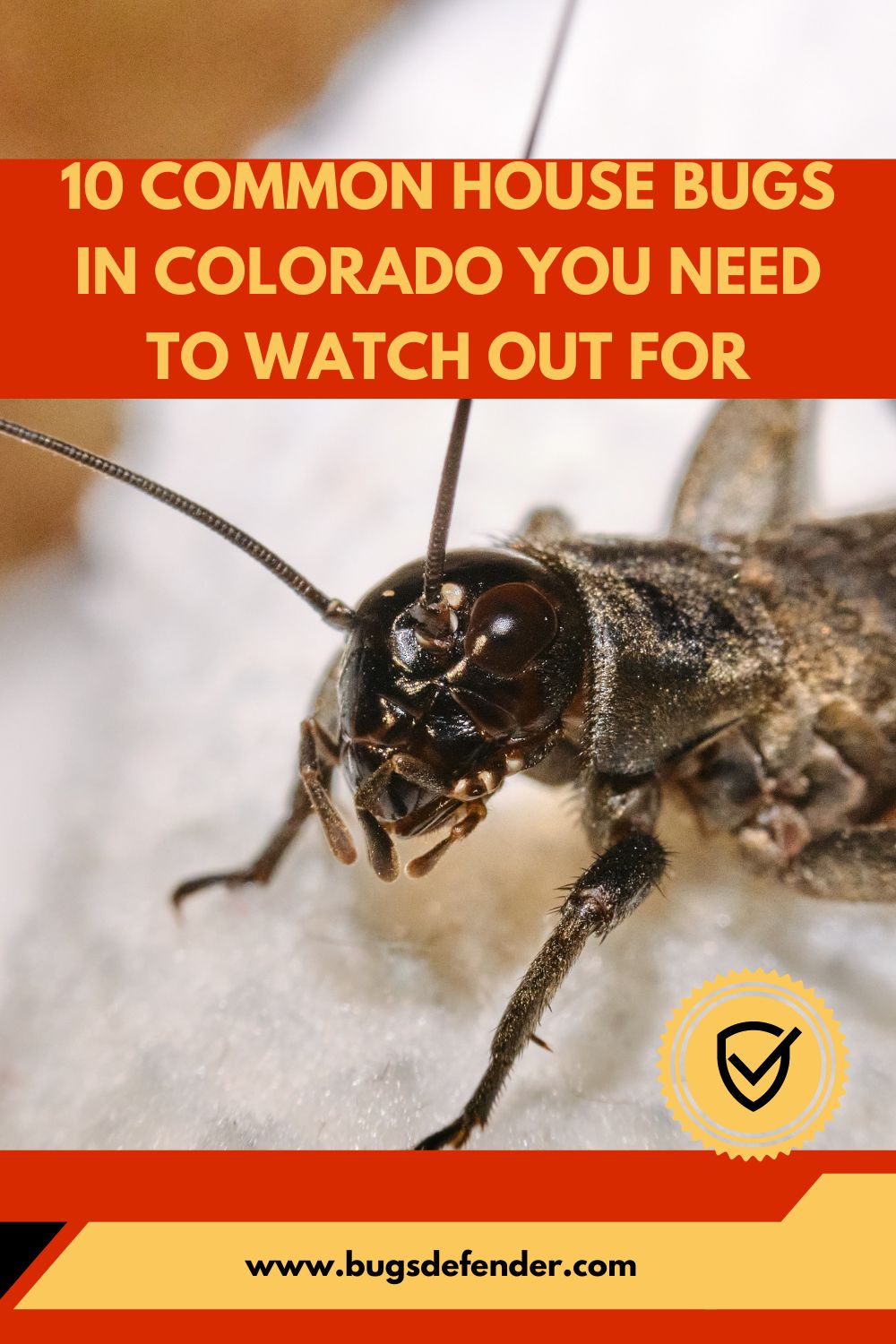 10 Common House Bugs In Colorado You Need To Watch Out For pin 1