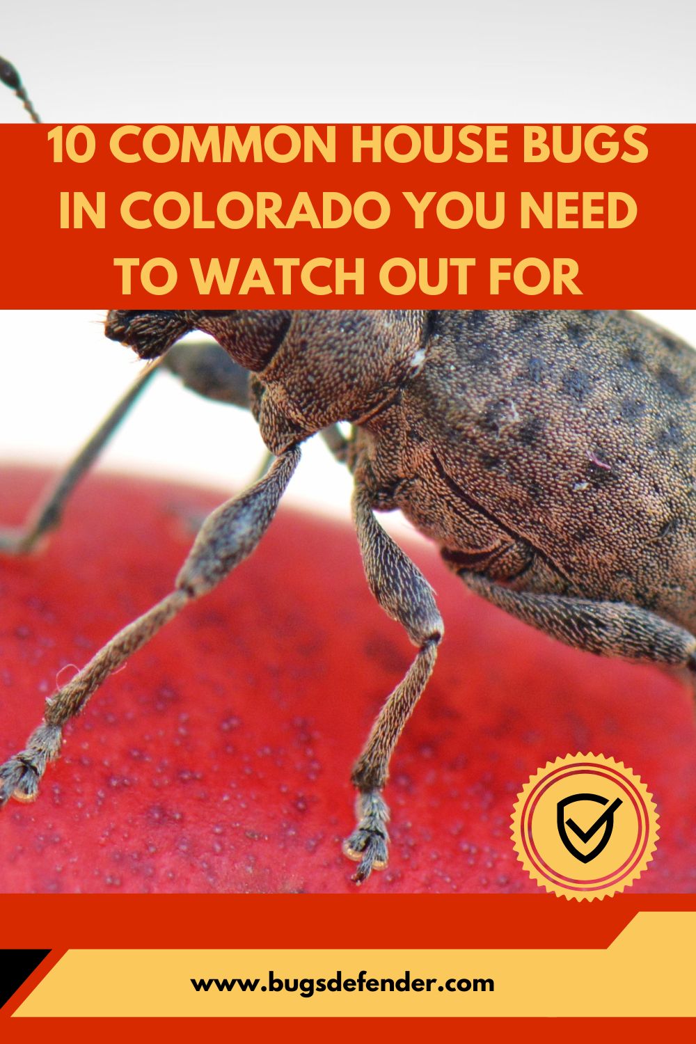 10 Common House Bugs In Colorado You Need To Watch Out For pin 2
