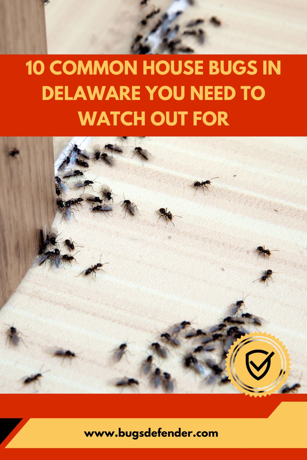 10 Common House Bugs In Delaware You Need To Watch Out For pin 1