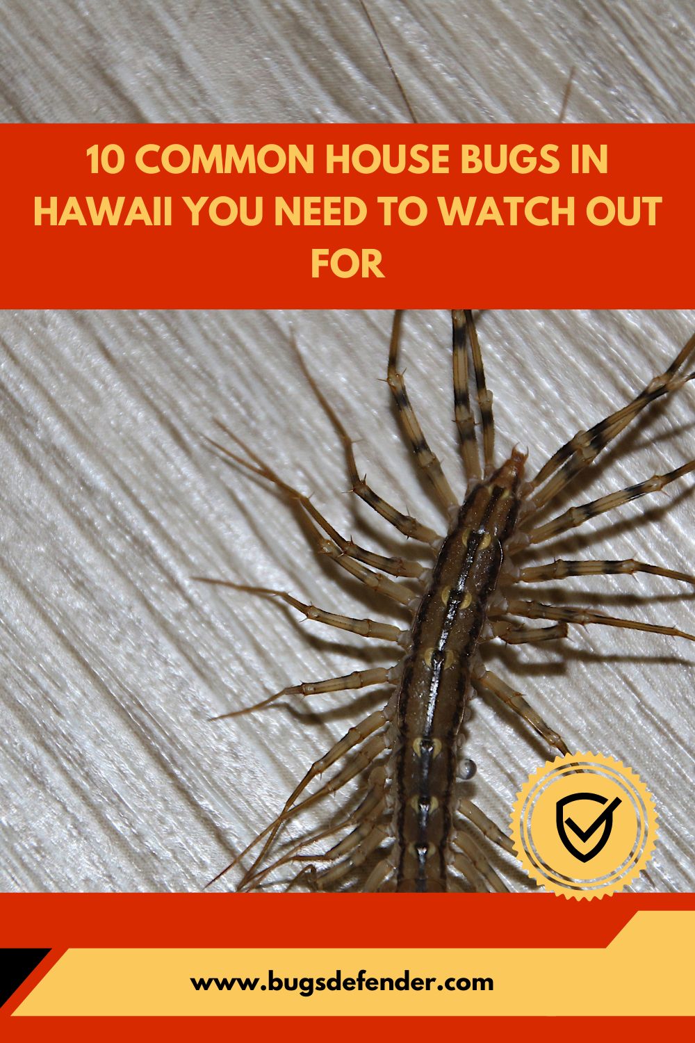 10 Common House Bugs In Hawaii You Need To Watch Out For pin1