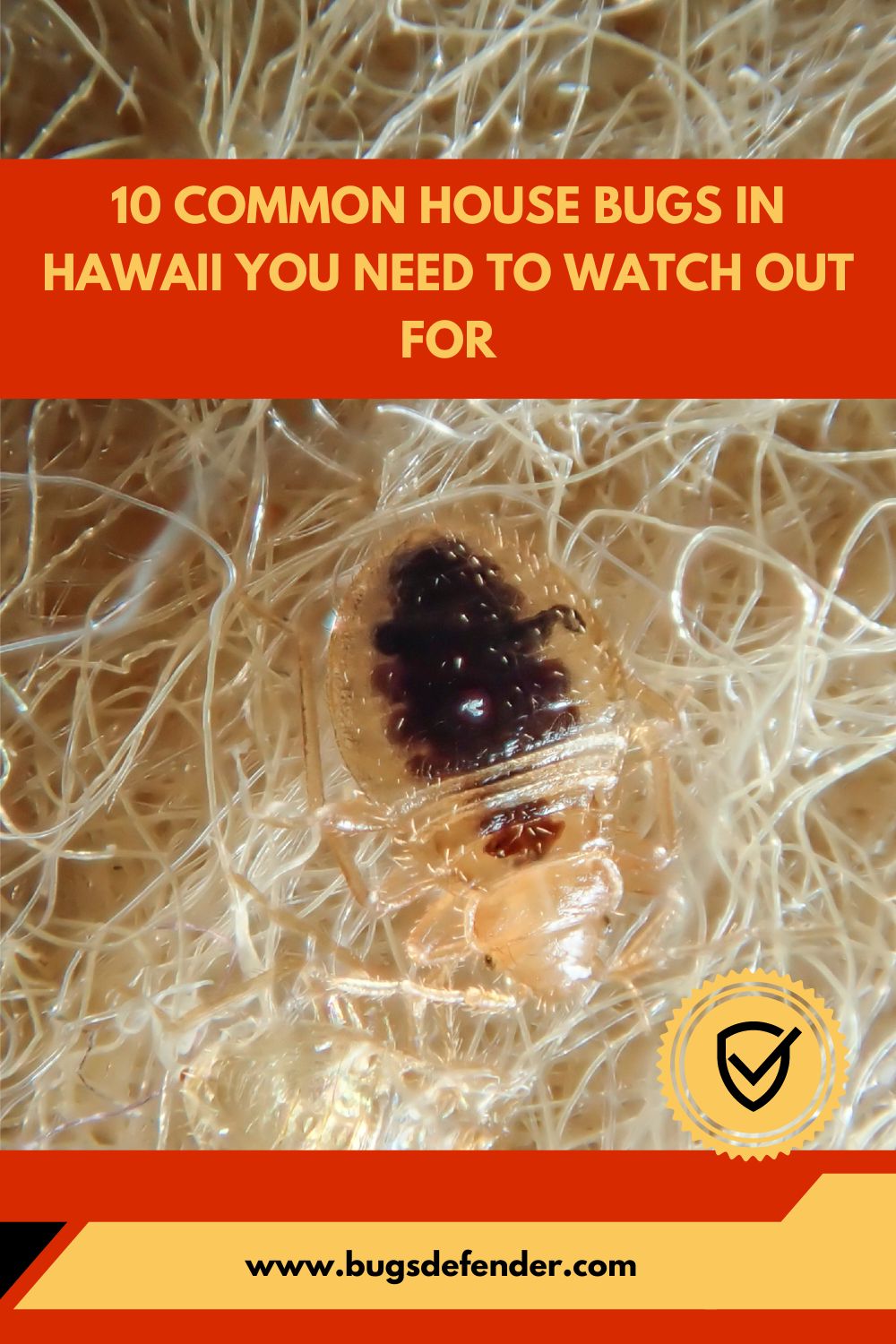 10 Common House Bugs In Hawaii You Need To Watch Out For pin2
