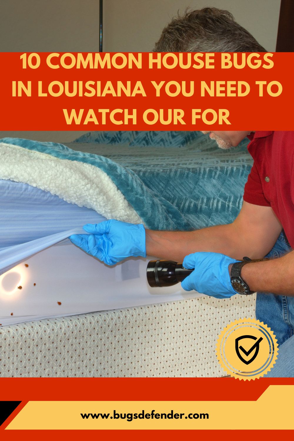 10 Common House Bugs In Louisiana You Need To Watch Our For pin 2