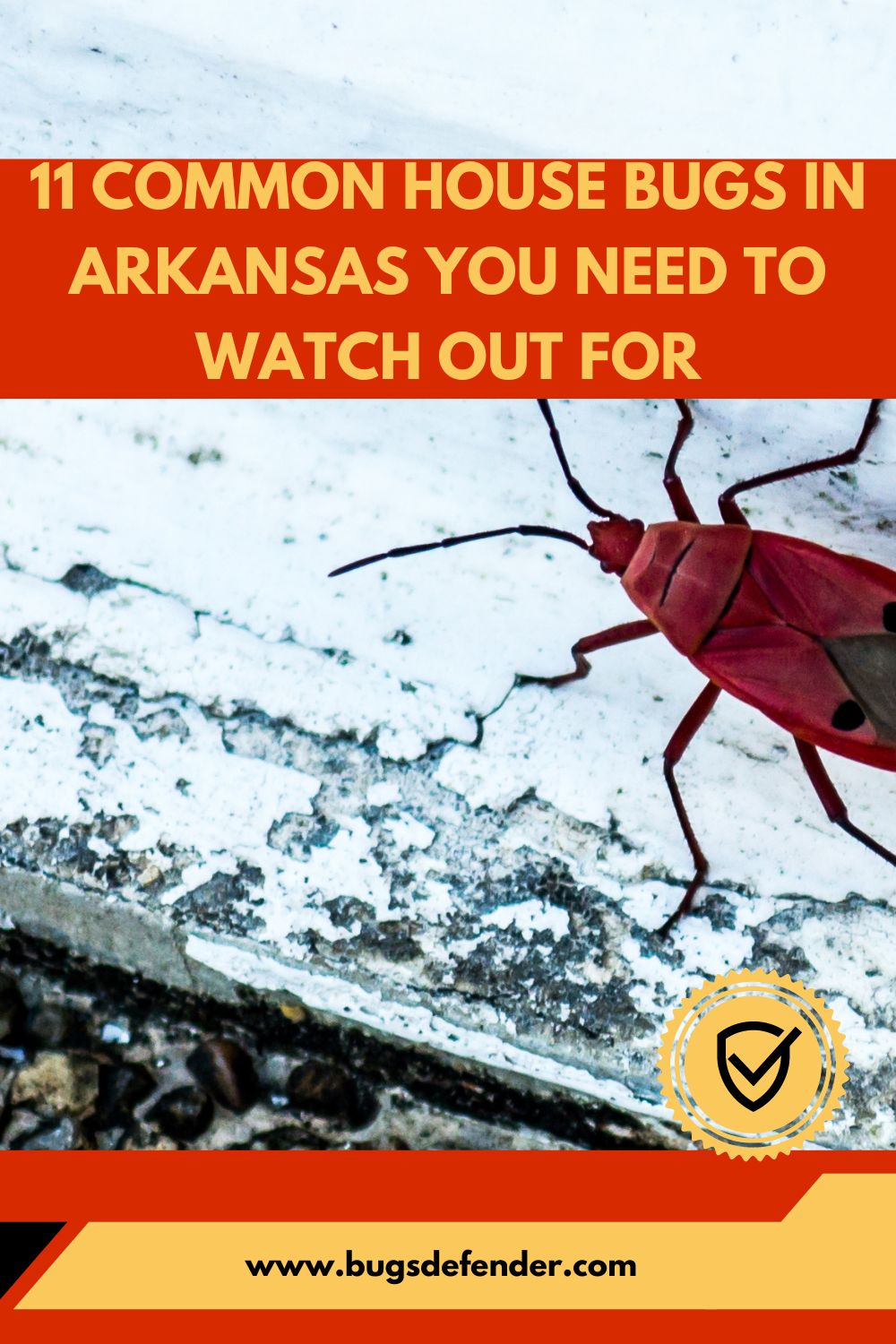 11 Common House Bugs In Arkansas You Need To Watch Out For pin 2