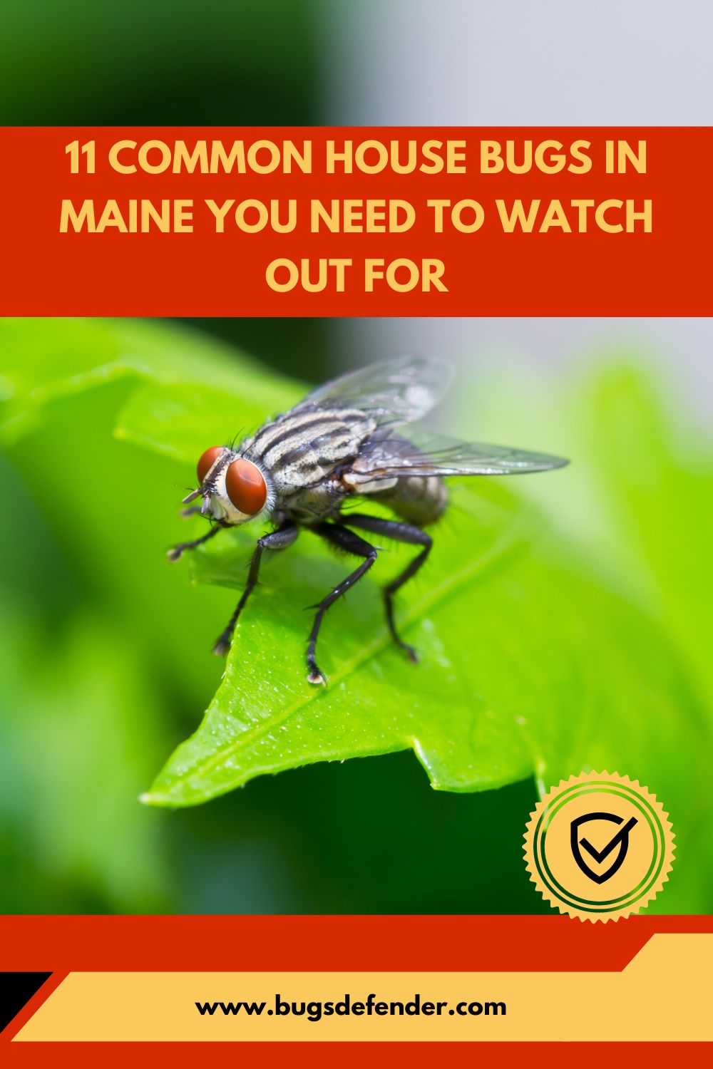 11 Common House Bugs In Maine You Need To Watch Out For pin1