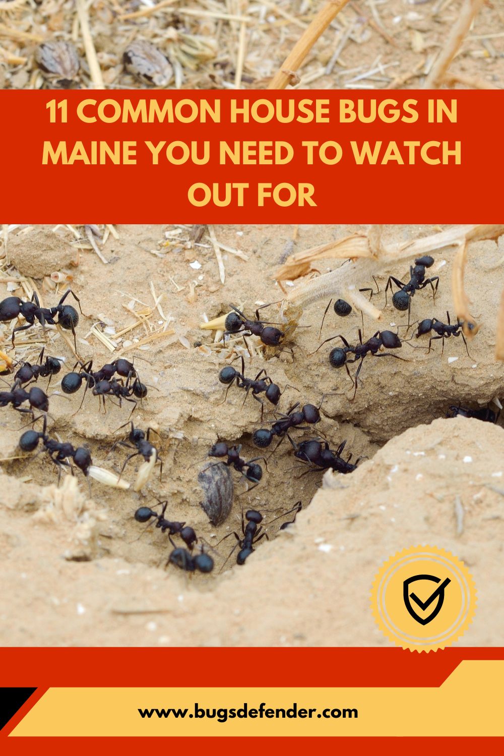 11 Common House Bugs In Maine You Need To Watch Out For pin2