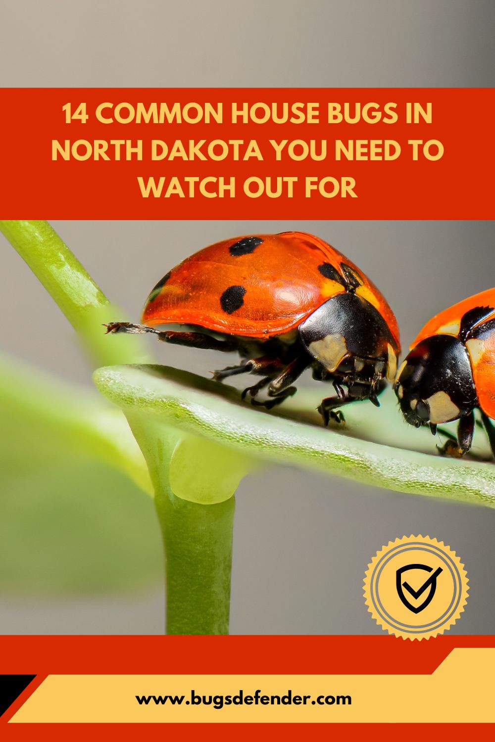 14 Common House Bugs In North Dakota You Need To Watch Out For pin1
